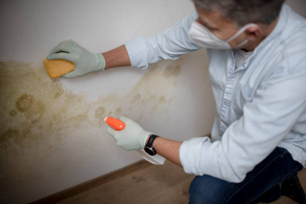Professional Mold Remediation in Eldora, IA